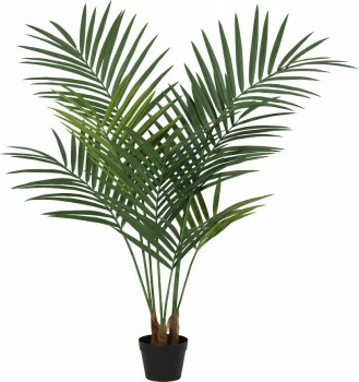 Palma Florino 136 (135 cm)