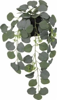 Roślina Florino 144