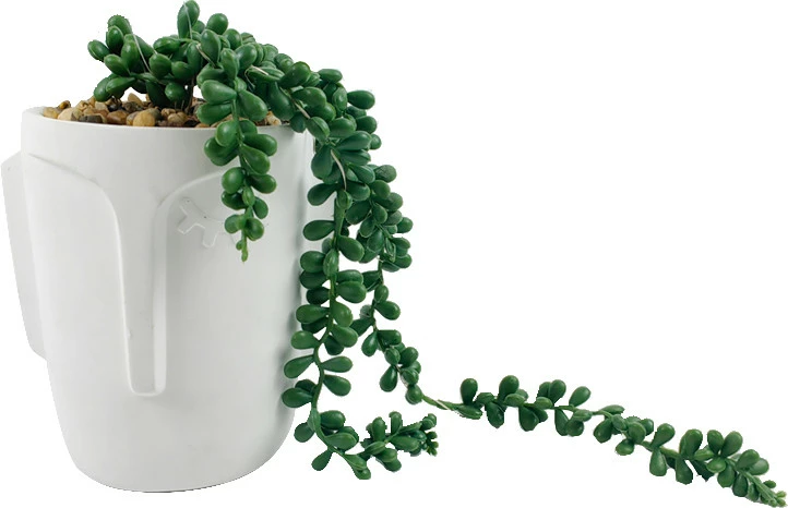 Roślina Florino 121