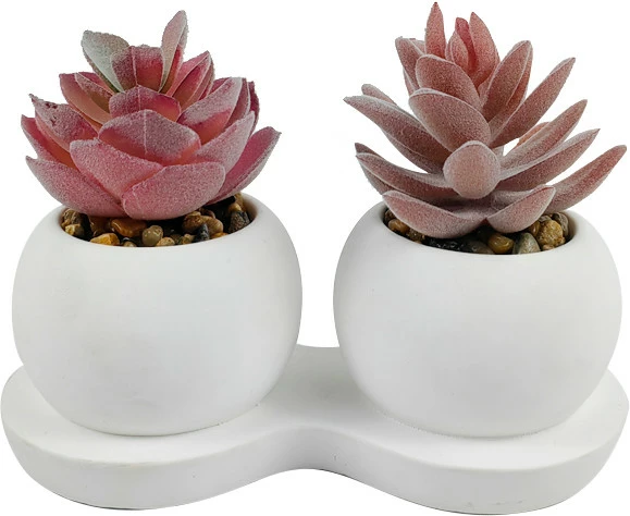 Roślina Florino 123