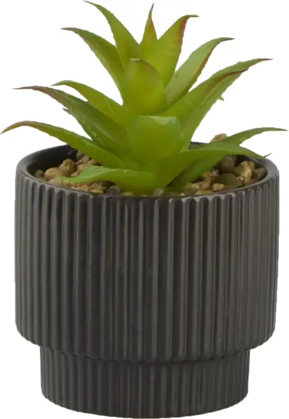 Roślina Naturos 154