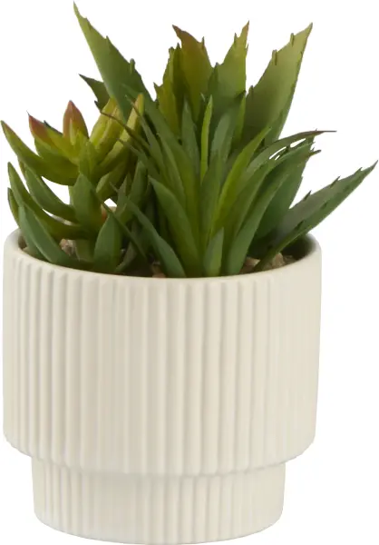 Roślina Naturos 155