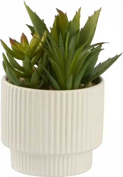 Roślina Naturos 155 