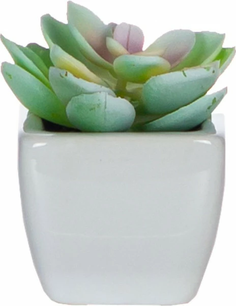 Zestaw trzech roślinek w ceramice Tasso 56