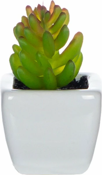 Zestaw trzech roślinek w ceramice Tasso 56