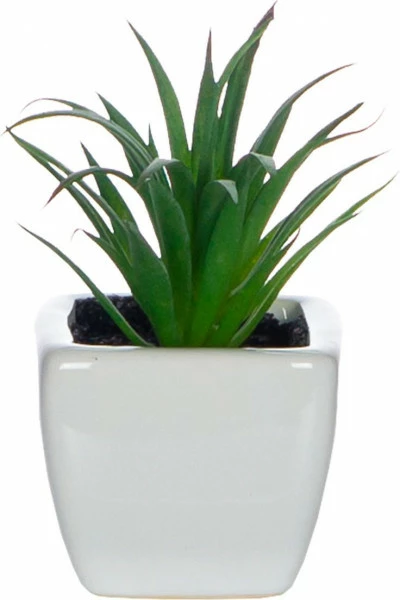 Zestaw trzech roślinek w ceramice Tasso 56