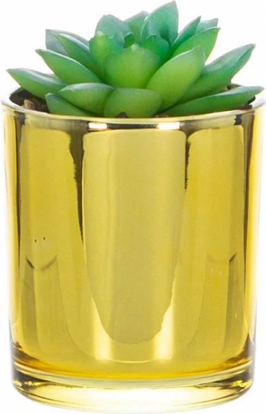 Roślinka Tasso 59 w szklanej doniczce 