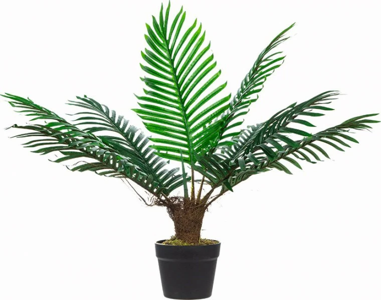 Roślina Tasso palma 62