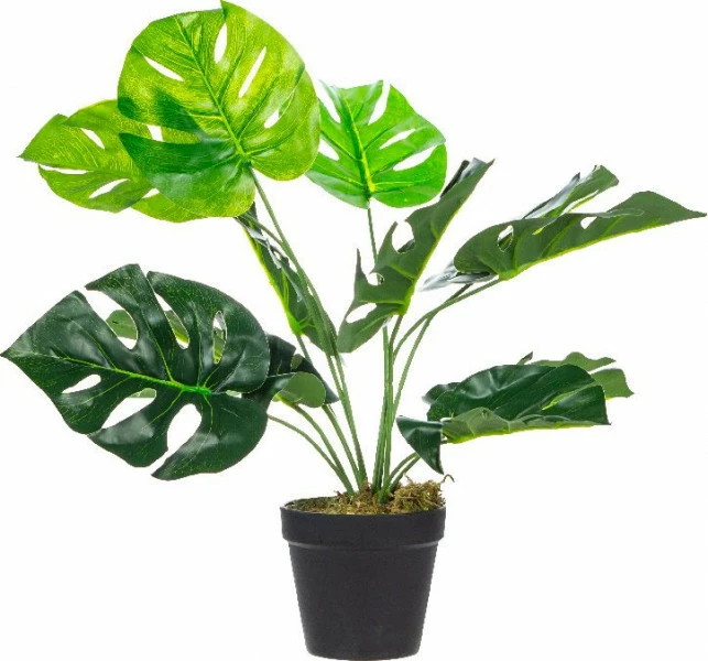 Roślina Tasso monstera 63 