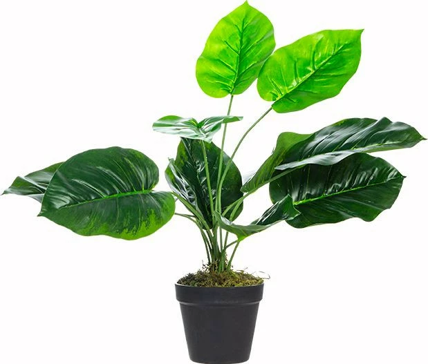 Roślina Tasso palma 64