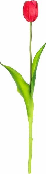 Tulipan Florino 92 (ciemny róż)