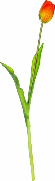 Tulipan Florino 92 (czerwony)