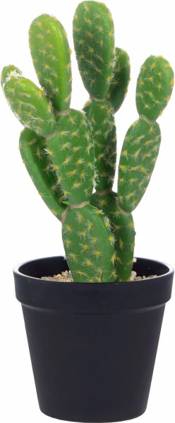Roślina kaktus 7 