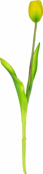 Tulipan Florino 92 (żółty)