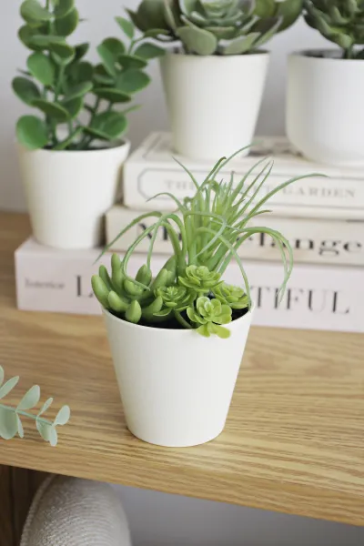 Roślina sukulent Florino 141