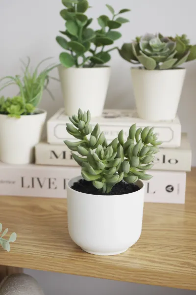 Roślina sukulent Florino 142