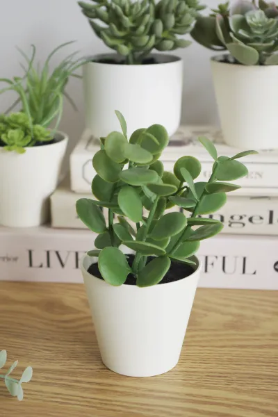 Roślina Florino 143