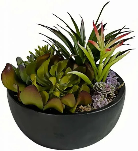 Roślina Florino 106 