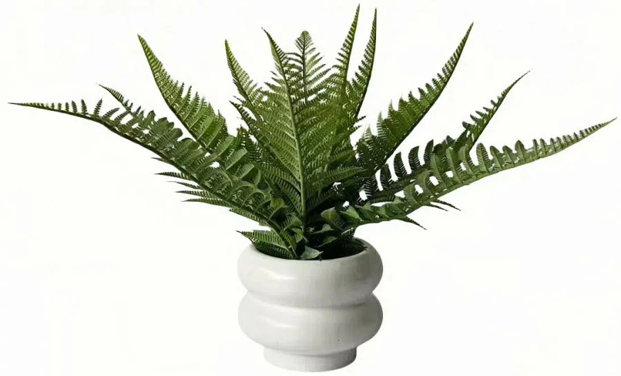 Roślina Florino 114