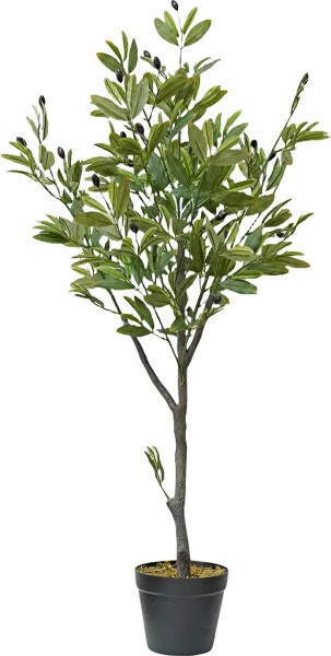 Drzewko oliwne w doniczce Florino 116