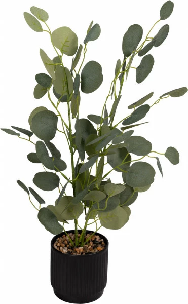 Roślina Florino 120 