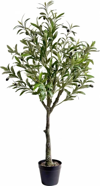 Drzewko oliwne Florino 129
