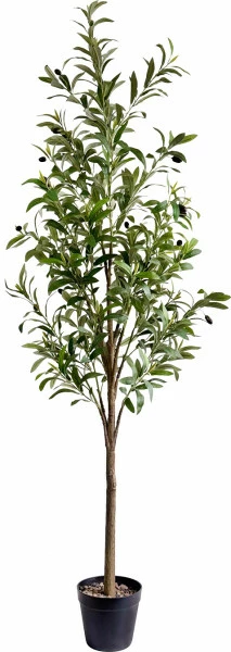 Drzewko oliwne Florino 130