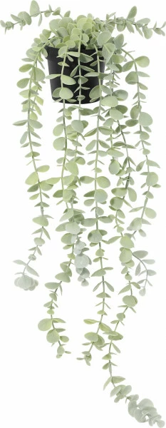 Roślina Florino 138