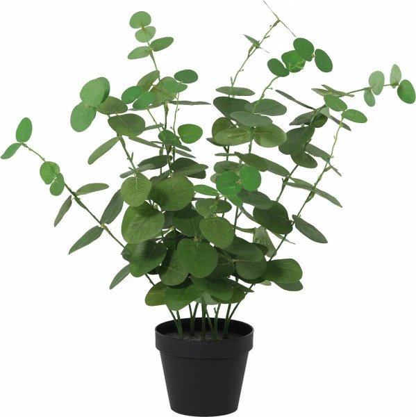 Roślina Florino 139 