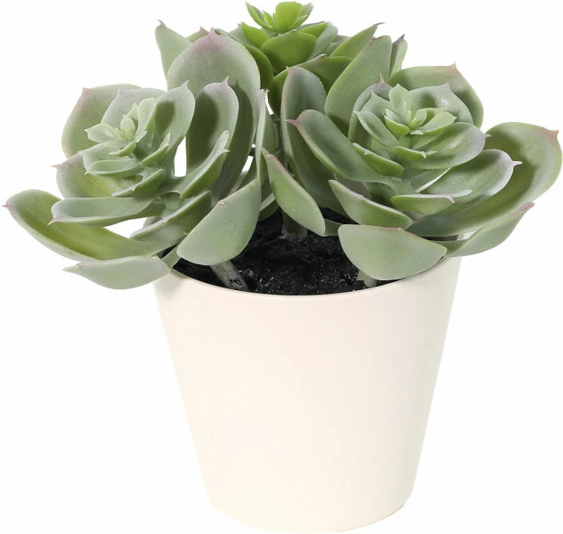 Roślina sukulent Florino 140