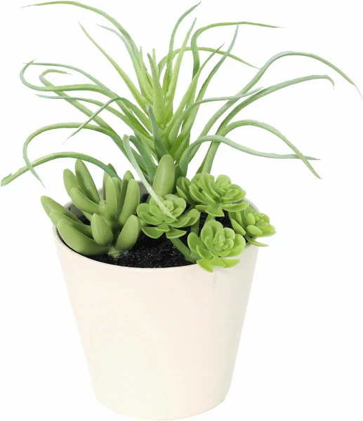 Roślina sukulent Florino 141