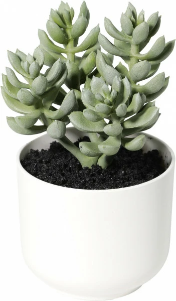 Roślina sukulent Florino 142