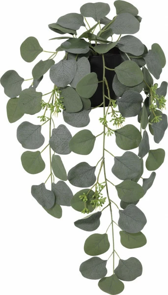 Roślina Florino 144 