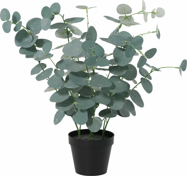 Roślina Florino 145