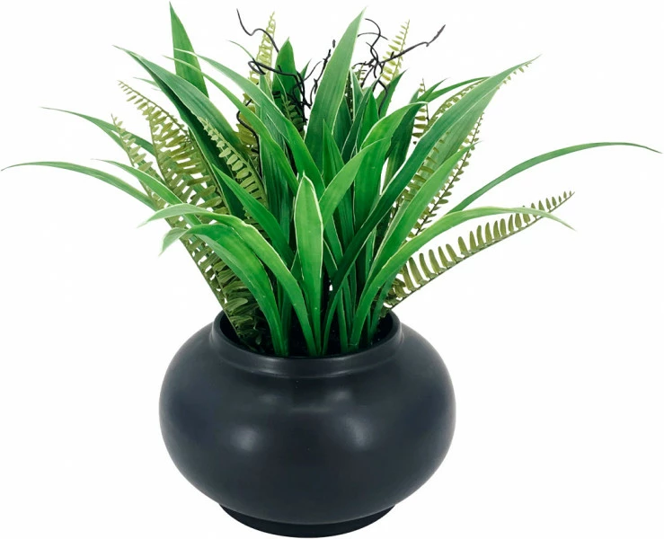 Roślina Florino 146 