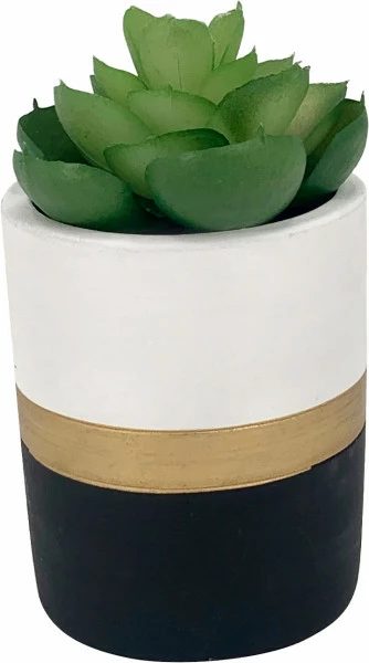 Roślina Florino 152 