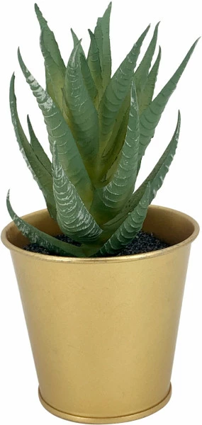 Roślina Florino 153 