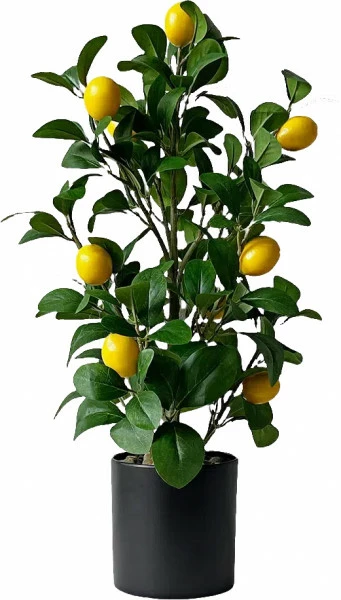 Drzewko cytrynowe Lemoni 157