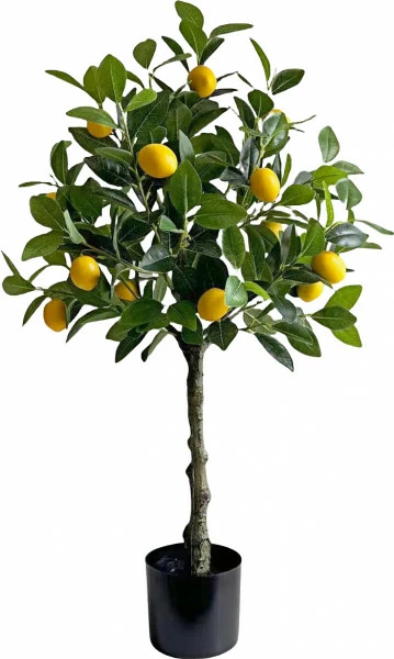 Drzewko cytrynowe Lemoni 158