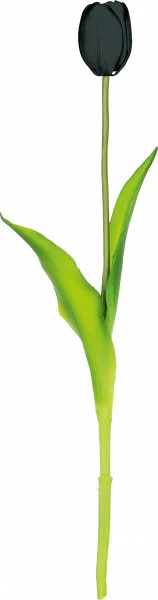 Tulipan Florino 92 (czarny)