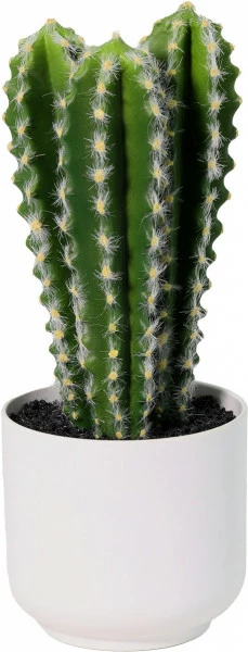 Kaktus Florino 9