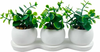 Roślina Florino 122