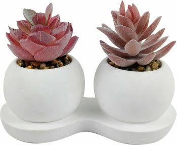 Roślina Florino 123 