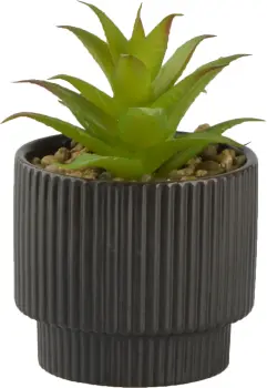 Roślina Naturos 154