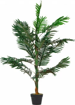 Roślina Tasso palma 61