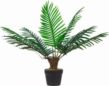 Roślina Tasso palma 62