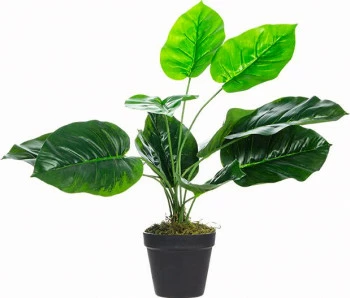 Roślina Tasso palma 64 