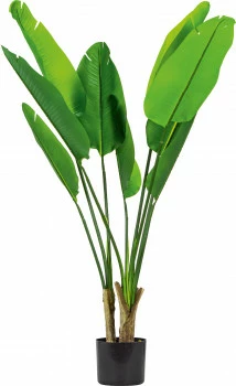 Sztuczna strelicja 97