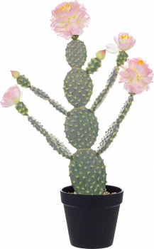 Roślina kaktus 5 