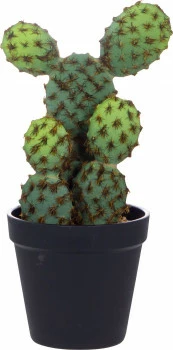 Roślina kaktus 6